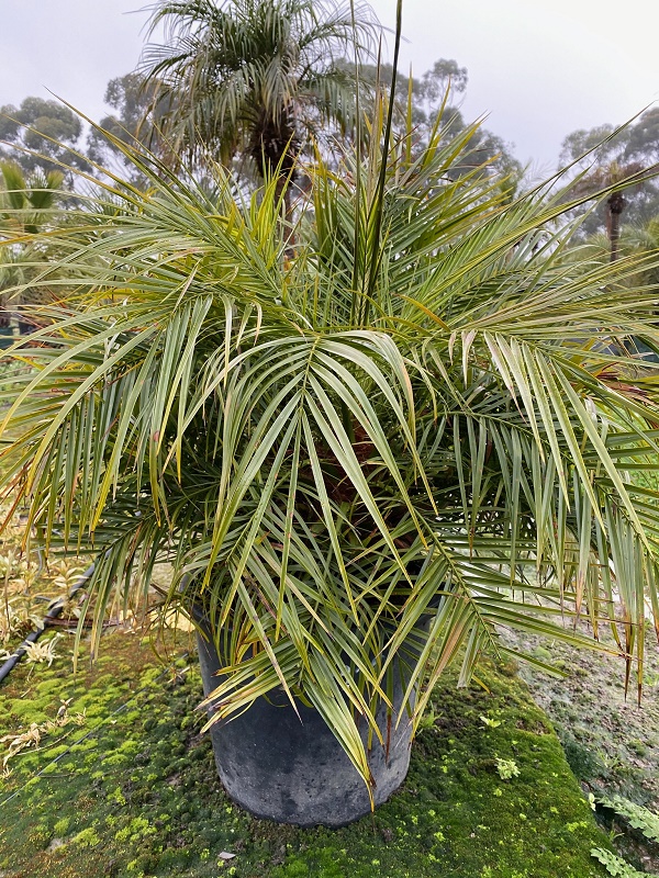 Phoenix Roebelenii Dwarf Date Palm Multi Trunk 40cm Pot Palm World